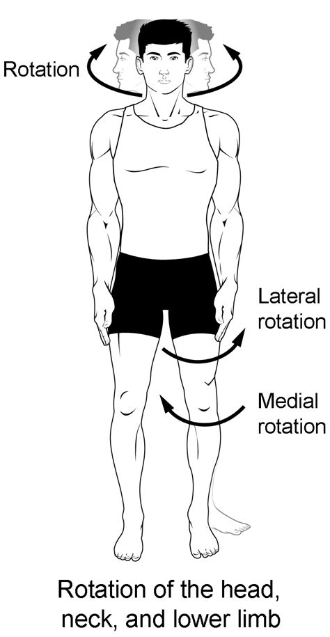 Circumduction: A Comprehensive Guide to Joint Rotation and Mobility.